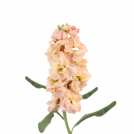 Stock Peach fresca