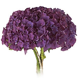Hydrangea Purple rfi(st)