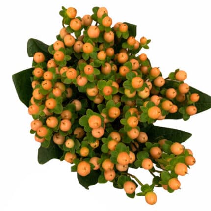 Hypericum Org Mellow 60cm sole