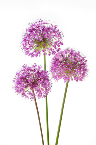 Allium Purple Sensation holland