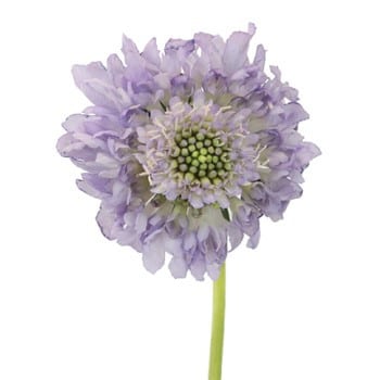 Scabiosa Blue camflor - SCA BUL 1