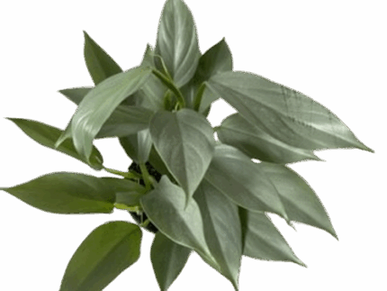 6" Philodendron Silver Sword