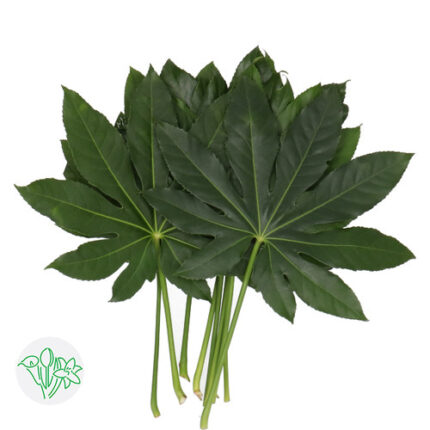 Aralia Mini holl