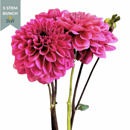Dahlia Hot Pink local