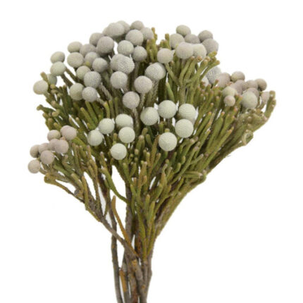 Brunia African Silver allure