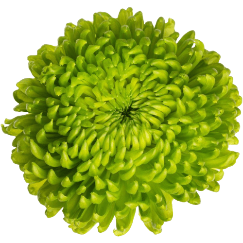 a66d3b8c-104f-4773-b98f-c982f28dece0.png Mum Cremon Green Alemani sole - Image 1