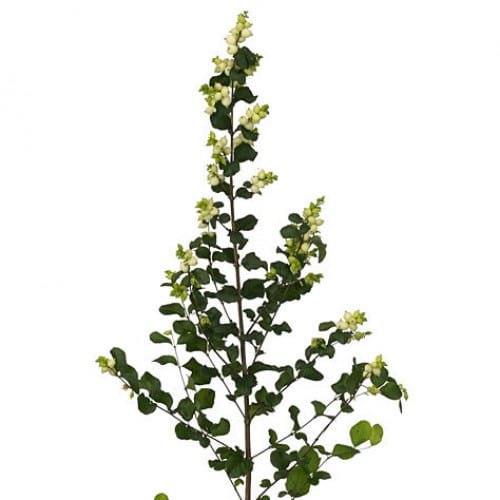 a66f8569-dd09-4730-b814-4477fe753d3f.jpg Snowberries s.v. - SNOW SV - Image 1