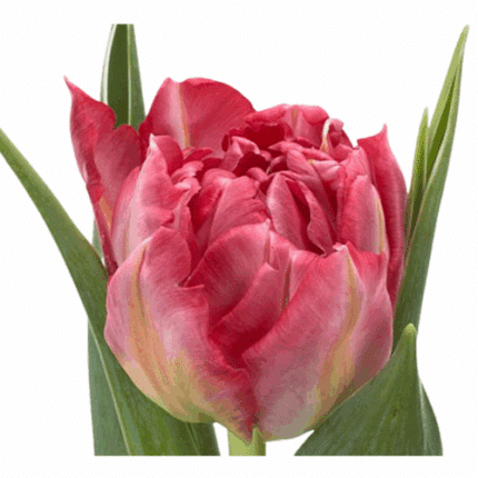 Tulip Flash Point canada