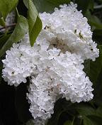 Lilac White mellano