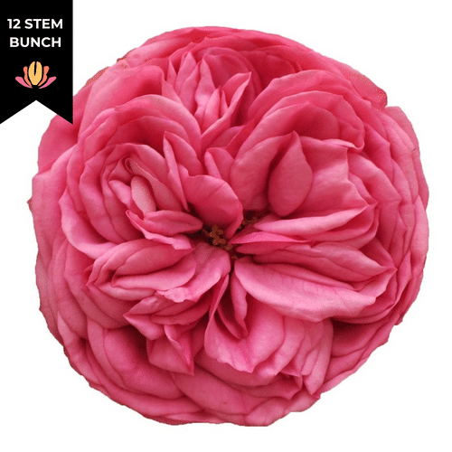 a67b8bd1-e15f-4e8c-9fa3-54a0a692b083.png Rose Gdn Pink Piano holex (x12st) - Image 1