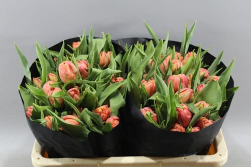 a68044e2-2296-44e0-8204-e9e8ba7934fb.jpg Tulip Pissarro Double holl - Image 1