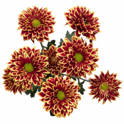 Pom Daisy Amethyst Bmark