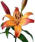 Lily La Sunset s.v.