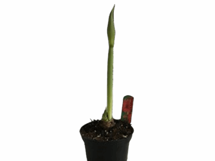 6" BLOOMING AMARYLLIS