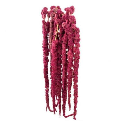 Amaranthus Hanging Red holex