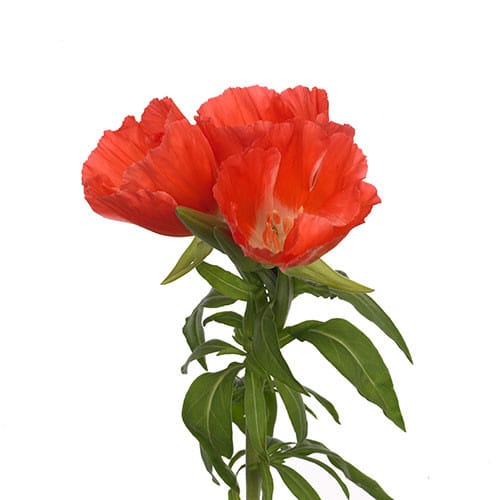 a6a9d657-55f4-4e00-9491-c52bf98ad822.jpg Godetia Orange Golden - Image 1