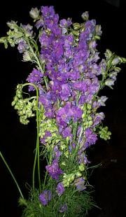 LARKSPUR lav holl
