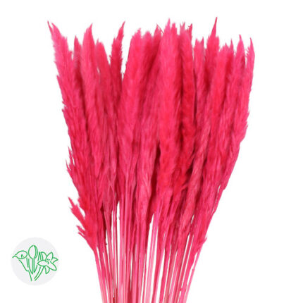 Dried Cortaderia Silvy Pink ho