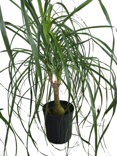 8" Ponytail Palm