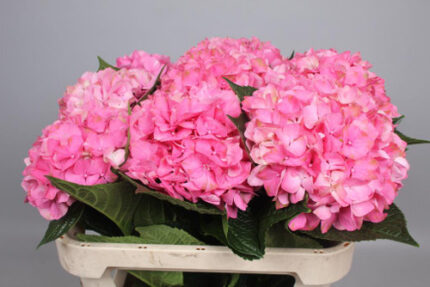 Hydrangea Mango holl(st)
