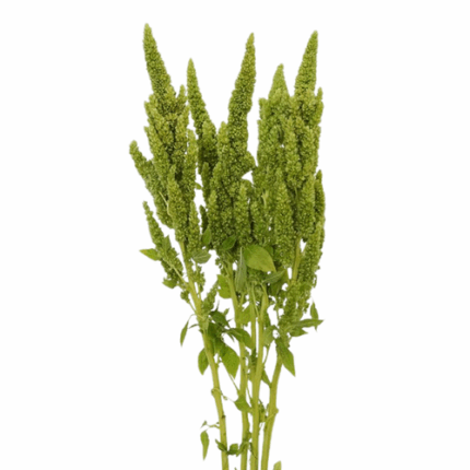 Amaranthus Green Upright 70cm