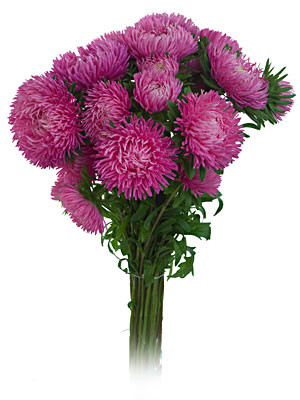 Aster Beauty HotPk .s.v