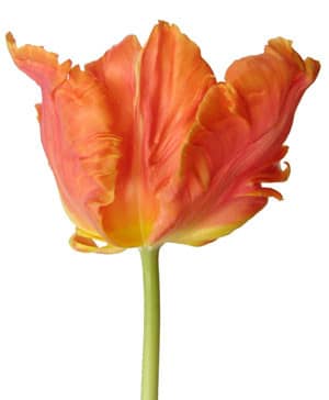 Tulip Parrot Monarch holl