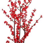 Ilex Red tall bu kramer