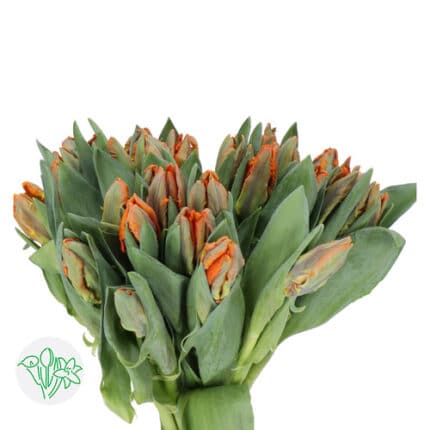 Tulip Org Parrot holl