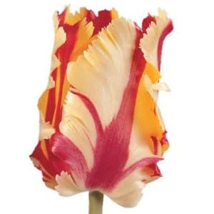 Tulip RedYellow Parrot v.d.