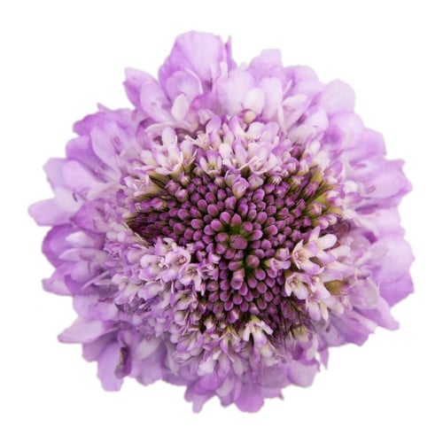 a6f928c4-f301-4c9b-8fc0-4bbfba68da0f.jpg Scabiosa LavWhite fresca - Image 1