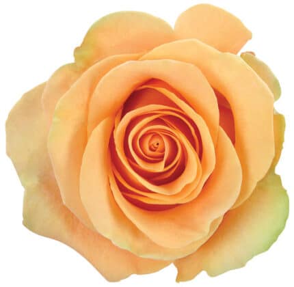 Rose Desert 50cm Naranjo