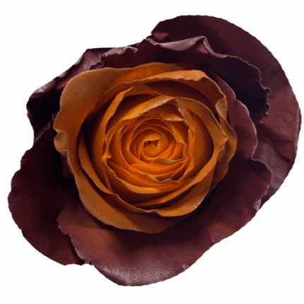 Rose Sumae 60cm florecal