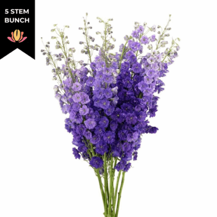 Delph Black Velvet valleflor 100cm (5st)