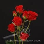 NIKITA spray sole red(bu)