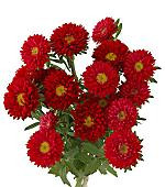 ASTER matsu red joe