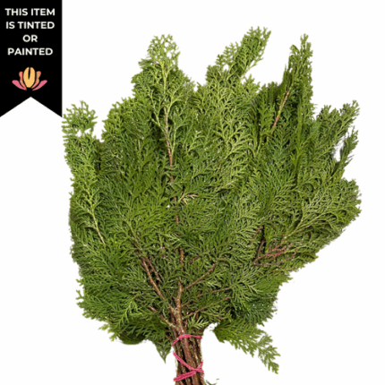 Arborvitae Gold Shimmer