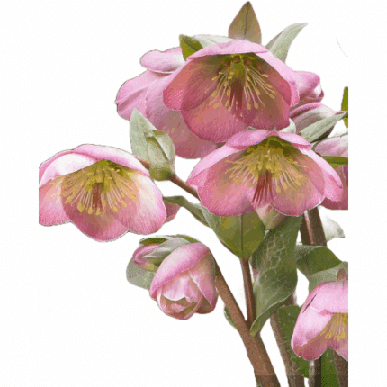 Helleborus FrostKiss Dorothy h