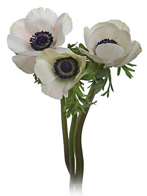 Anemone Black chile