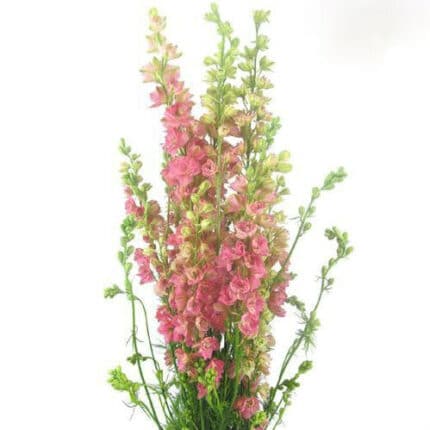 Larkspur Dark Pink cramer
