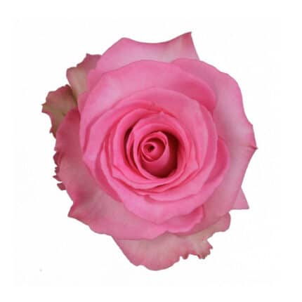 Rose Priceless 50cm priv coll