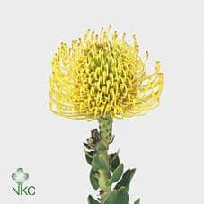 Pins Yellow fresca(STEM)