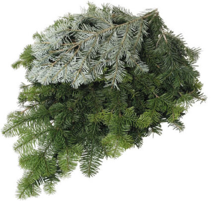 B201 25LB SILVER FIR