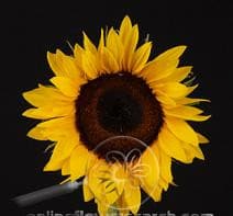 Suns brown eye lrg pfresh(5)