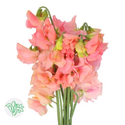 SweetPea Peach holex