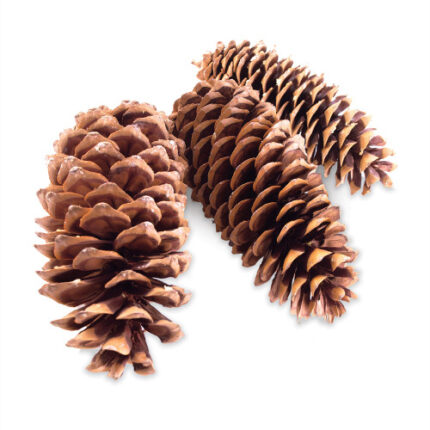 D106 SUGAR CONES