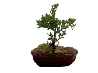 6" Bonsai