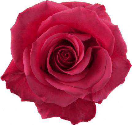 Rose PinkFloyd 60cm sunrite