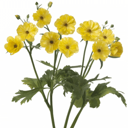 Ranunculus Butterfloy Dione s.