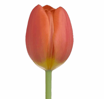 Tulip Orange  groot